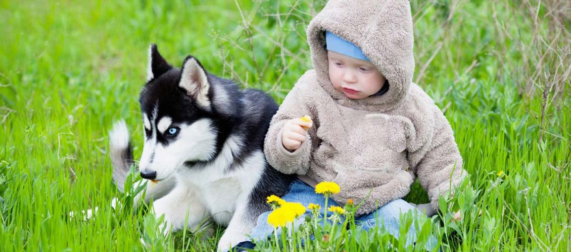 are huskies dangerous to babies