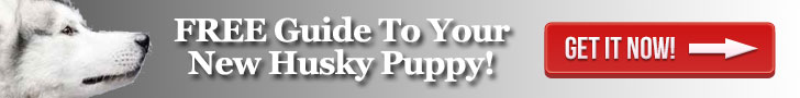 Free husky puppy guide banner