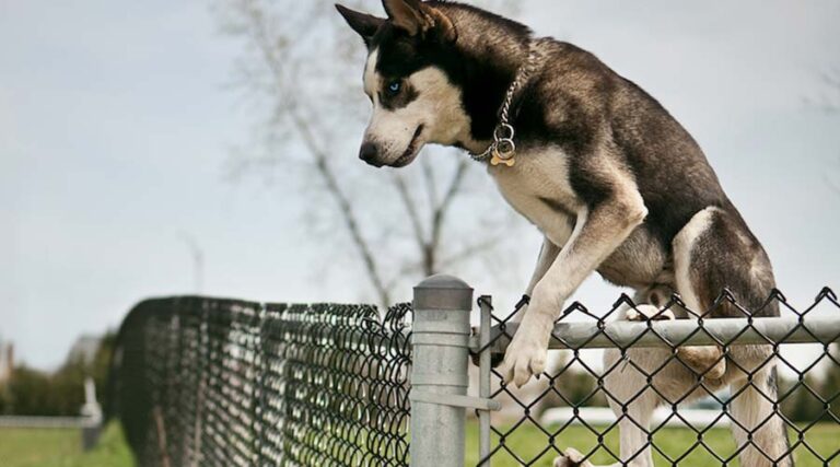 Husky jumping a fence