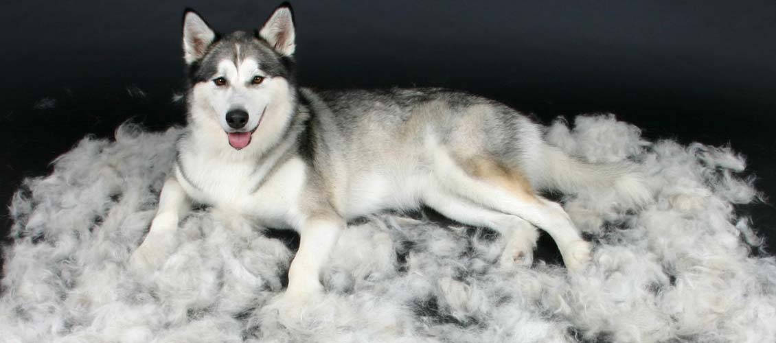 Siberian Husky being groomed