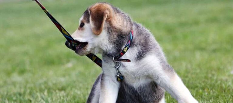 Husky biting leash