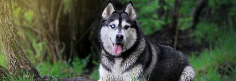 Husky with coloured eyes
