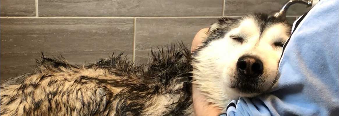 Husky having a bath