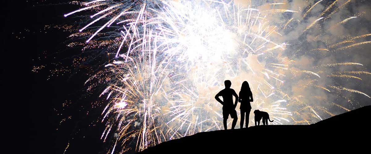 Husky with fireworks in the night sky