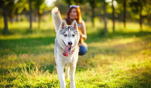senior husky walking