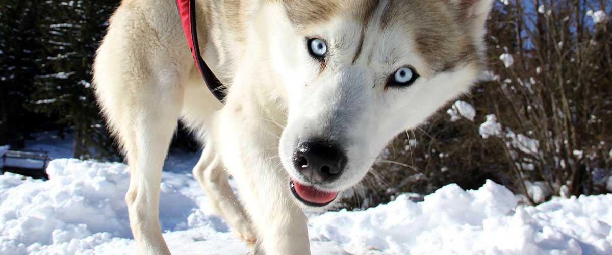 Husky paws in the snow