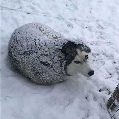 Why Do Huskies Shed So Much