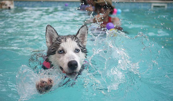 husky in pool