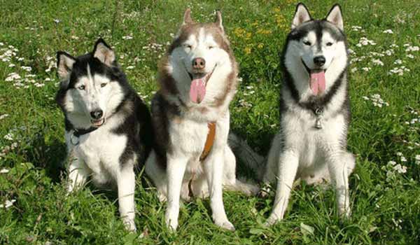 service dog husky trio