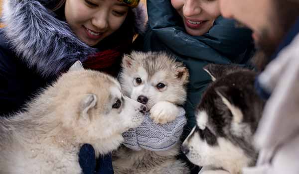 furry husky pups