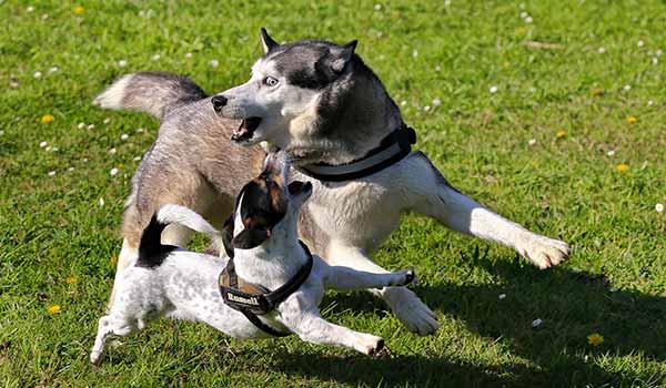 huskies and other dogs