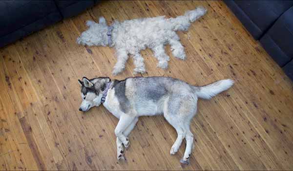 husky fur shedding