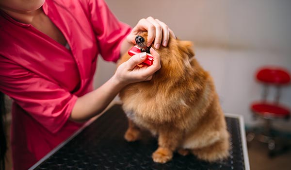 doggy teeth cleaning