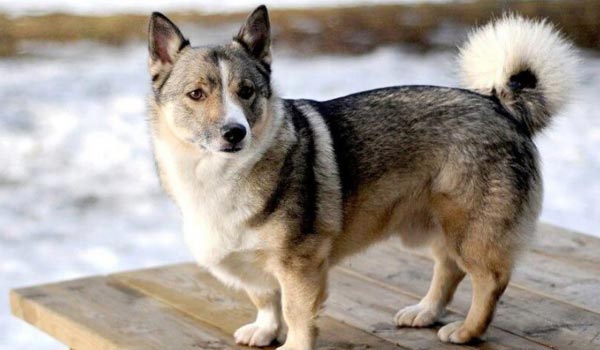 corgi husky mix