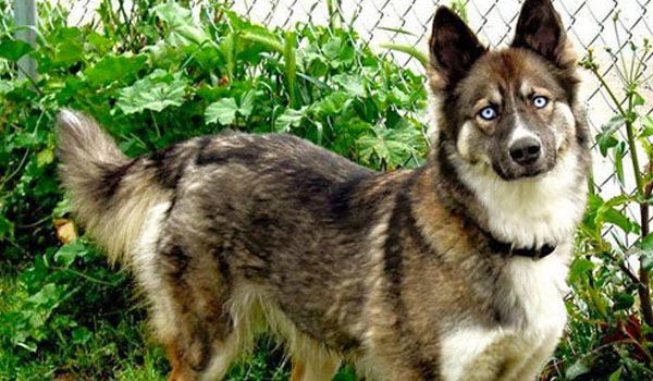 german shepherd husky mix