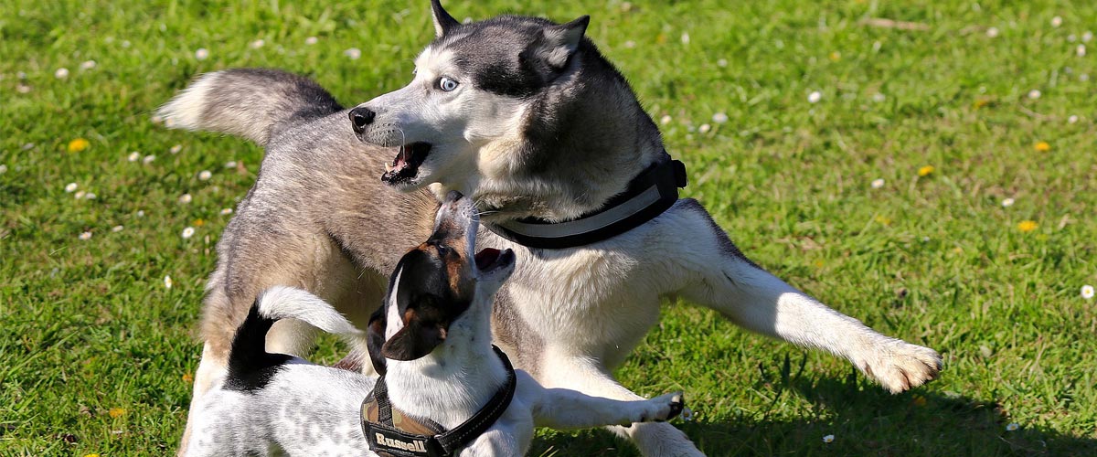 Husky crossbreed dog