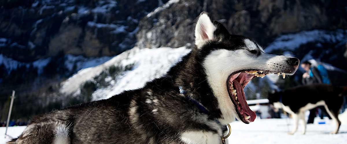 Dangerous huskies