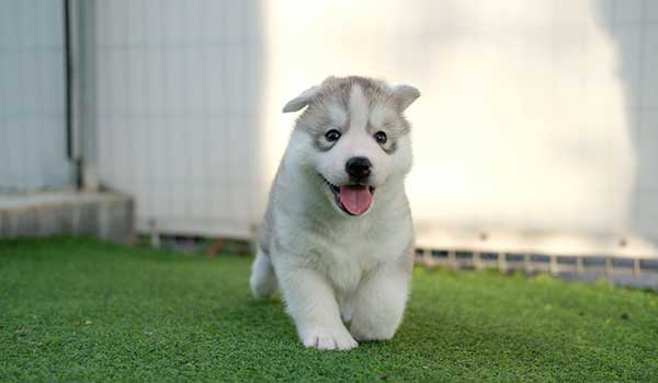 Happy husky pup running on grass