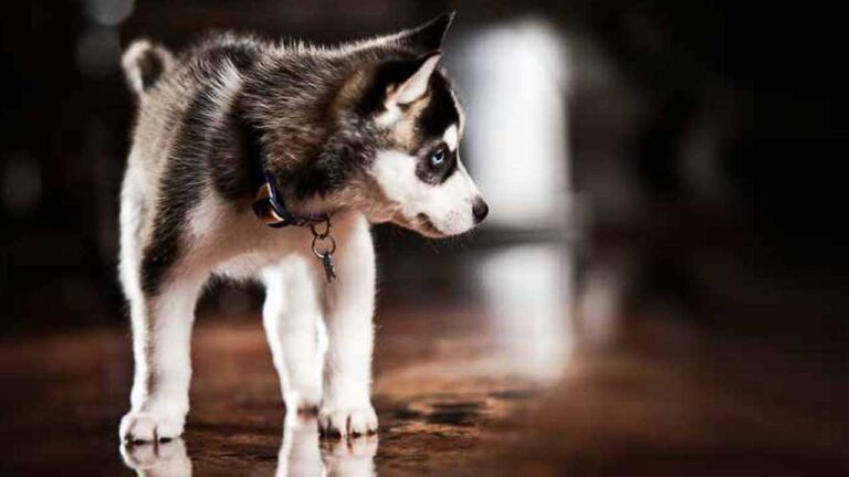 Husky pup on wooden floor