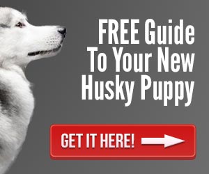 Free husky puppy guide, find out if huskies are good with other pets