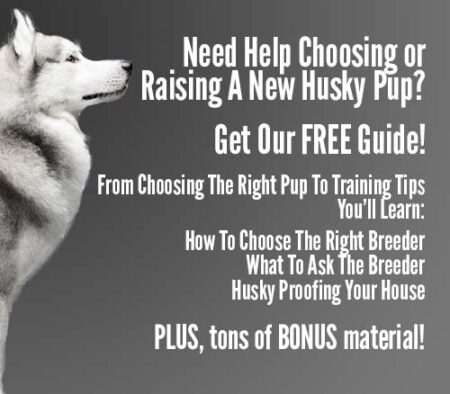 New husky puppy guide banner
